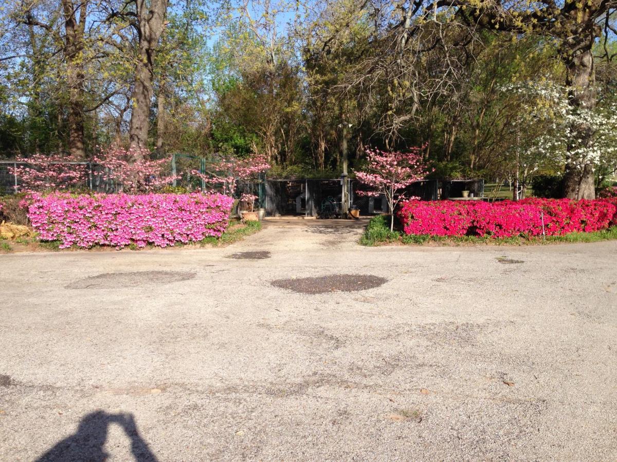 Dogwood Springs Lodgings Mineola المظهر الخارجي الصورة